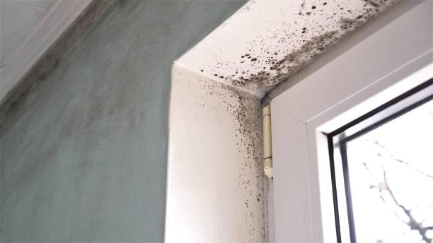 Best Professional Mold Removal  in Oak View, CA