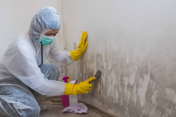 Best Commercial Mold Removal  in Oak View, CA