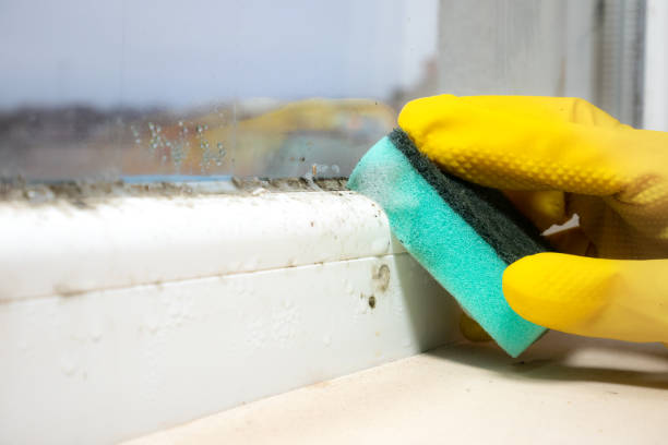 Best Residential Mold Removal  in Oak View, CA