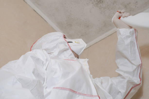 Best Attic Mold Removal  in Oak View, CA