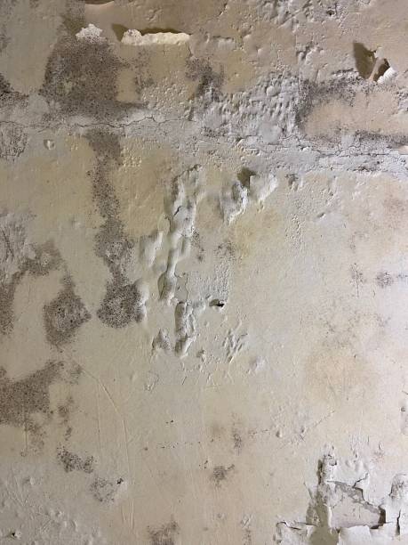 Best Residential Mold Removal  in Oak View, CA