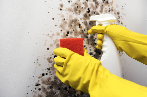 Best Same-Day Mold Removal  in Oak View, CA