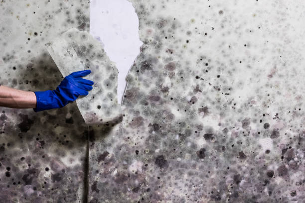 Best Crawl Space Mold Removal  in Oak View, CA