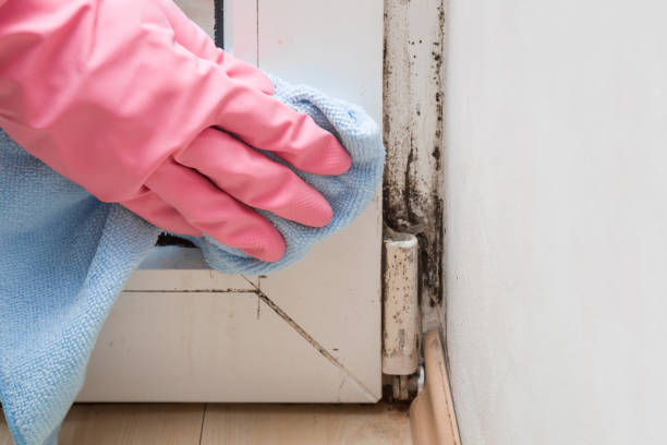 Best Office Mold Removal Services  in Oak View, CA