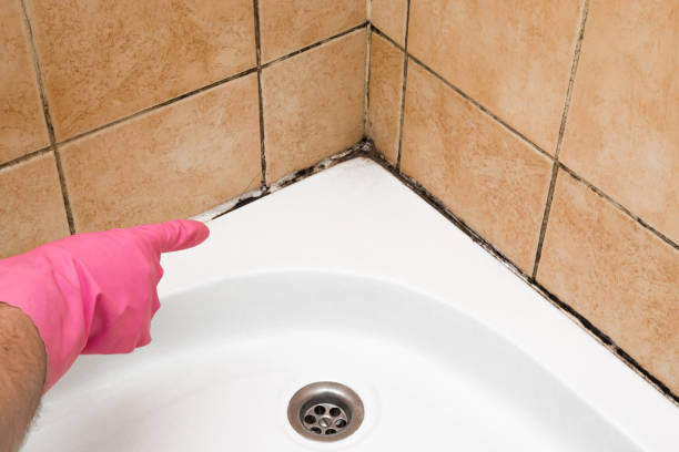 Crawl Space Mold Removal in Oak View, CA
