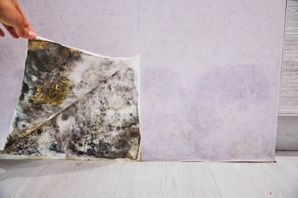 Best Fast Mold Removal  in Oak View, CA